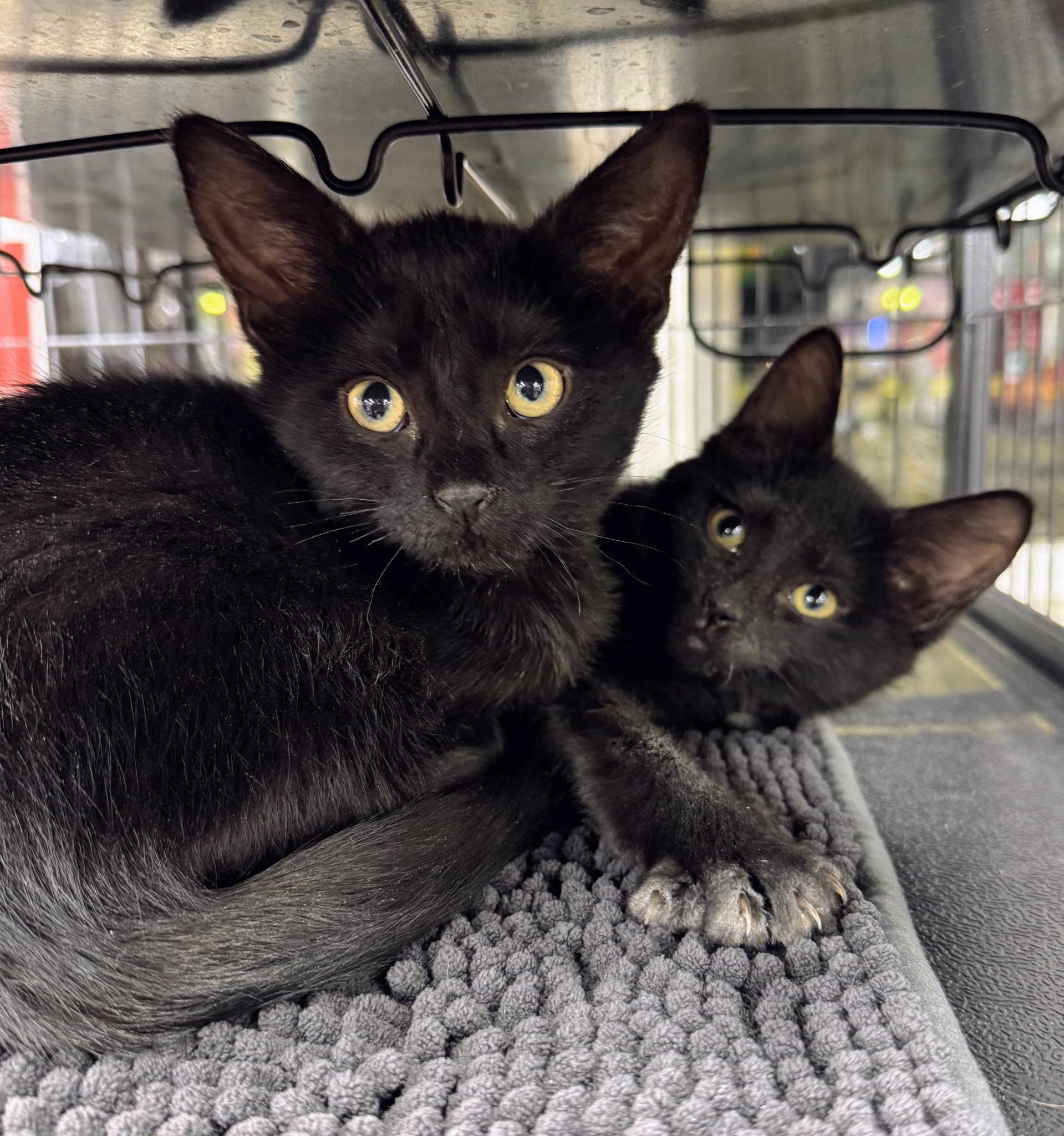 May be an image of cat and text that says 'Adoption AdoptionLocations: Locations: PetSmart: Whitby- 1650 Victoria St. E Markham- 1210 Castlemore Ave. Belleville- 264 Millenium Pkwy. Pet Valu: Peterborough-13s -139 George St. N. Stirling 9 Tuftsville Rd. Pet Valu -Events Only: Peterborough 863 Chemong Rd. Brighton- 12 Elizabeth St. Oshawa 300 Taunton Rd. E. Oshawa -1 Warren Ave.'
