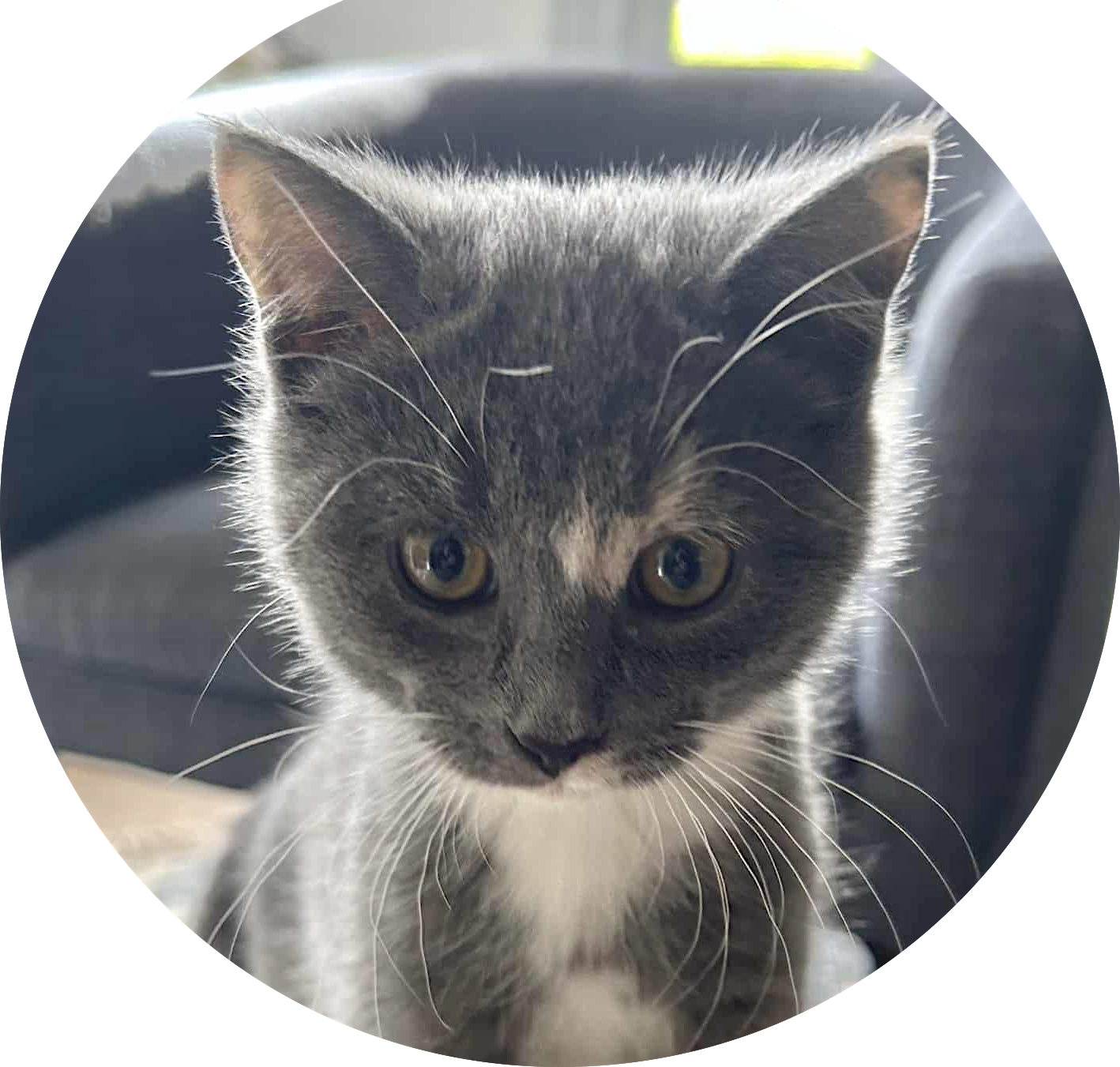 May be an image of cat and text that says 'Adoption AdoptionLocations: Locations: PetSmart: Whitby- 1650 Victoria St. E Markham- 1210 Castlemore Ave. Belleville- 264 Millenium Pkwy. Pet Valu: Peterborough-13s -139 George St. N. Stirling 9 Tuftsville Rd. Pet Valu -Events Only: Peterborough 863 Chemong Rd. Brighton- 12 Elizabeth St. Oshawa 300 Taunton Rd. E. Oshawa -1 Warren Ave.'